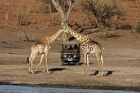 NP Chobe - jeden z vydařených záběrů žiraf