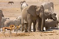 NP Etosha - u napajedla