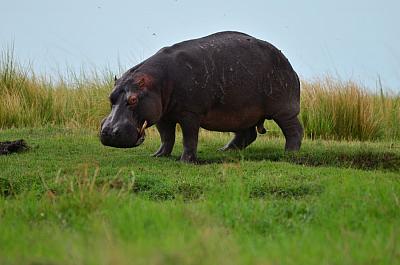 Hroch obojživelný na pastvě