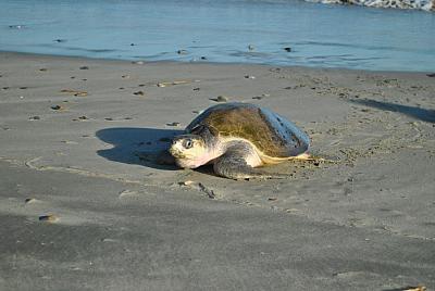 Okruh Střední Amerikou