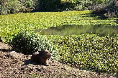 Z Buenos Aires do Montevidea - Argentina, Paraguay, Brazílie, Uruguay