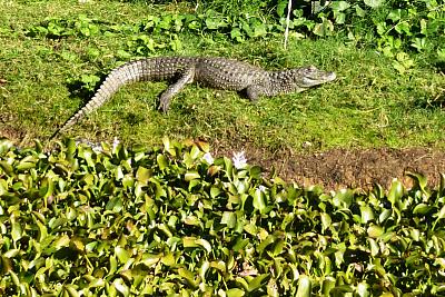 Z Buenos Aires do Montevidea - Argentina, Paraguay, Brazílie, Uruguay