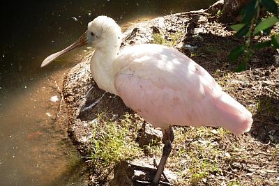 Z Buenos Aires do Montevidea - Argentina, Paraguay, Brazílie, Uruguay