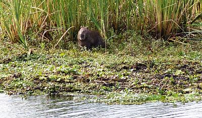 Z Buenos Aires do Montevidea - Argentina, Paraguay, Brazílie, Uruguay