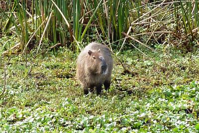 Z Buenos Aires do Montevidea - Argentina, Paraguay, Brazílie, Uruguay