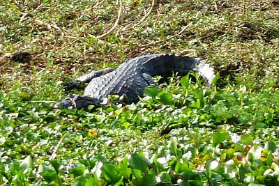 Z Buenos Aires do Montevidea - Argentina, Paraguay, Brazílie, Uruguay