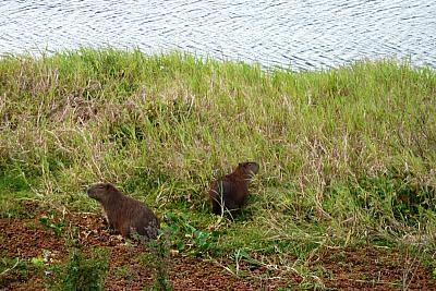 Z Buenos Aires do Montevidea - Argentina, Paraguay, Brazílie, Uruguay