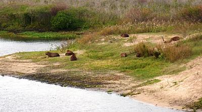 Z Buenos Aires do Montevidea - Argentina, Paraguay, Brazílie, Uruguay