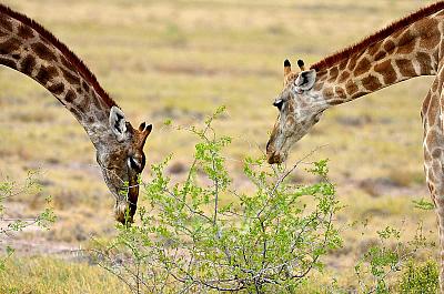 Jihoafrická republika z Kapského Města po Port Elizabeth