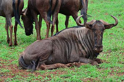 Jihoafrická republika z Kapského Města po Port Elizabeth