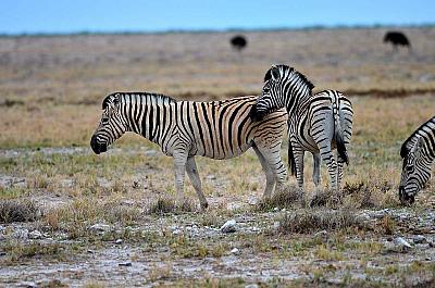 Jihoafrická republika z Kapského Města po Port Elizabeth