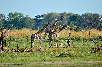 Jihoafrická republika z Kapského Města po Port Elizabeth