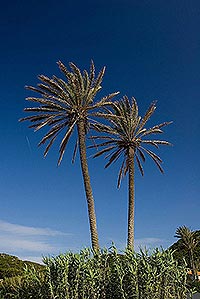 Korsika a Sardinie - perly Středomoří